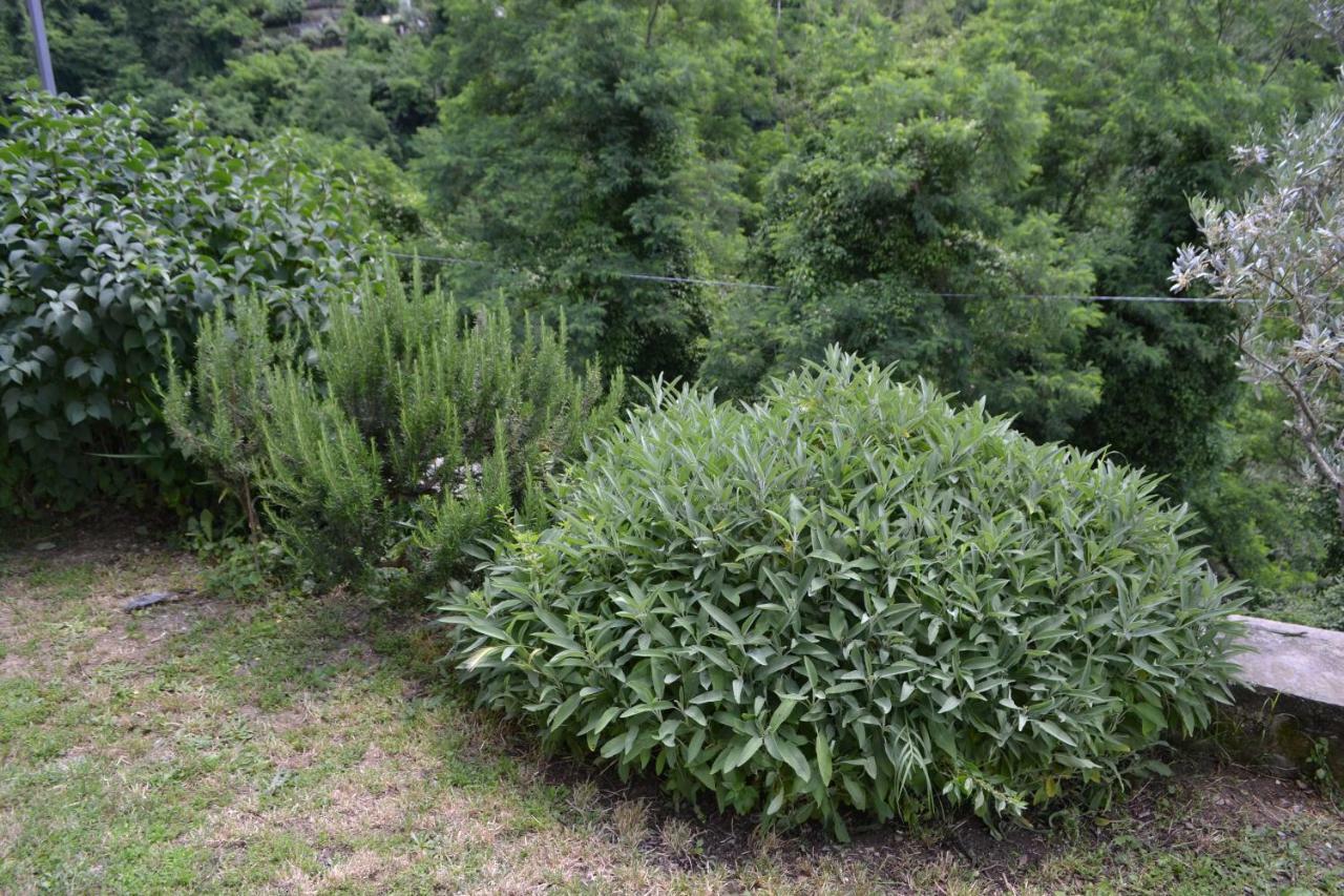La Limonaia Di Casagrande Villa Barga Luaran gambar